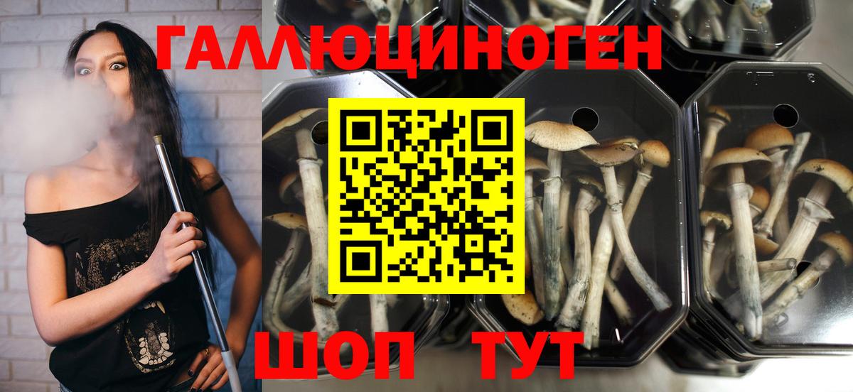 Псилоцибиновые грибы MAGIC MUSHROOMS  Вход с VPN  Славгород 